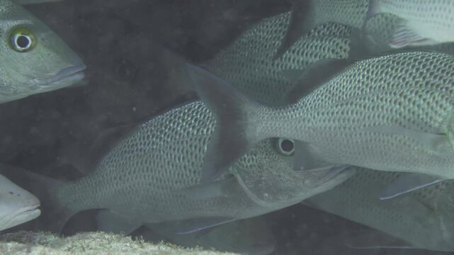 Several pale grunts fill the frame while swimming closely together near the reef at Sabalos dive site in Playa del Carmen, Quintana Roo, Mexico.