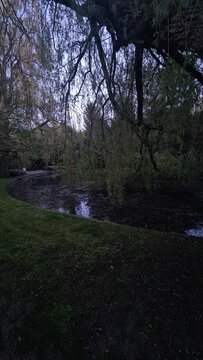 river in the forest
