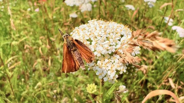Brown European skipper perches and feeds on white yarrow flower cluster