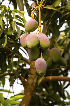 View of fresh mangoes hanging from a tree branch with lush green leaves in an orchard in Multan, Punjab, Pakistan.