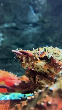 Camouflaged crab peering with green eye stalk underwater