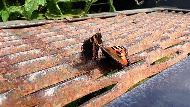 Small tortoiseshell butterflies mating on rusty metal roof surrounded by green leaves
