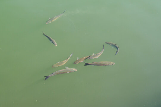 A school of mullet fish swims in clear green water from an aerial perspective