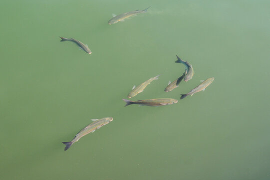 A school of striped mullet swims in clear green water near the surface