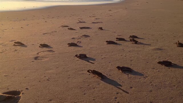Baby sea turtles emerge from sand and head towards the ocean at sunrise