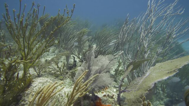 Soft sea fans rise from a sunlit reef and sway with the water movement at Sabalos dive site in Playa del Carmen, Quintana Roo, Mexico.