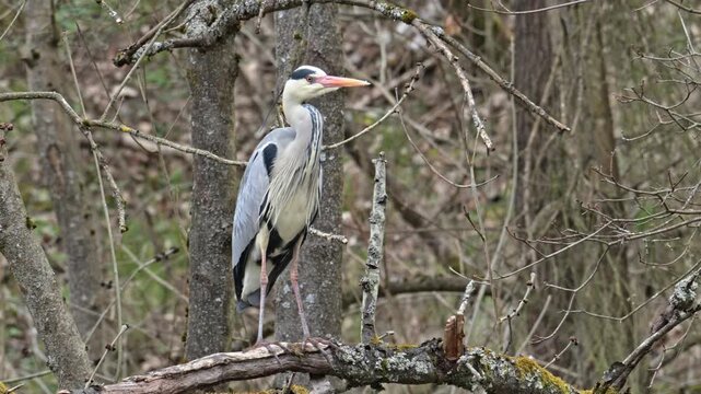 grey heron (Ardea cinerea) bird standing on branch
