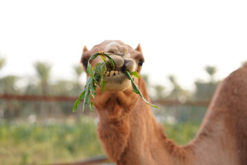 Fototapeta premium portrait of a camel eating