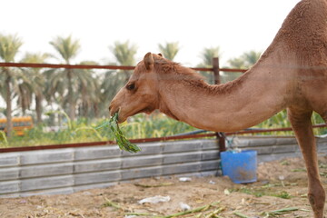 Fototapeta premium portrait of a camel eating