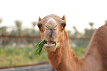 Fototapeta premium portrait of a camel eating