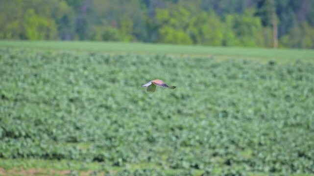 common European kestrel (Falco tinnunculus) hovering on one spot 120fps