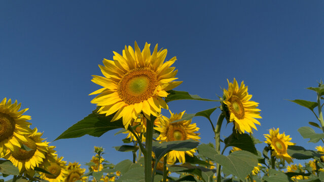 Field of Blooming Yellow Sunflowers Helianthus Annuus Under Bright Sunlight