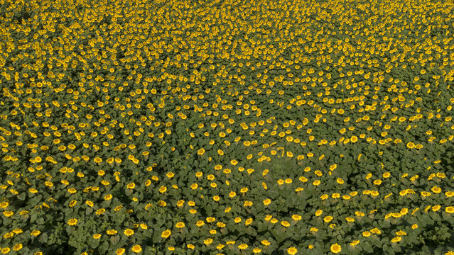 Field of Blooming Yellow Sunflowers Helianthus Annuus Under Bright Sunlight
