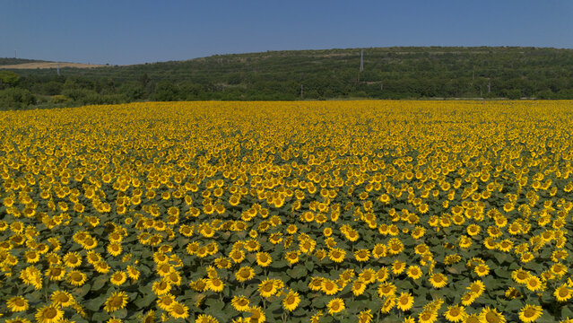 Field of Blooming Yellow Sunflowers Helianthus Annuus Under Bright Sunlight