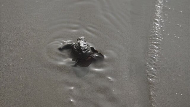 Tiny sea turtle hatchling makes determined journey towards the ocean waves