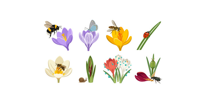 Spring Crocus Flowers and Garden Pollinators Collection with Bees Butterfly Ladybug Snail and Beetle