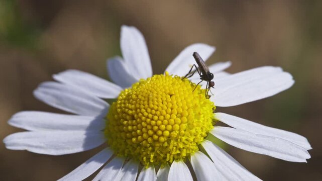 tiny dance fly (empis) eating on a daisy flower