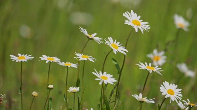 ox-eye daisy (Leucanthemum vulgare) flowers moving in the wind with natural sounds