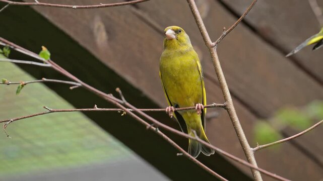European greenfinch (Chloris chloris) chirping on a branch