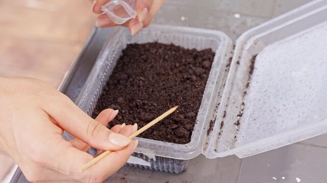 Manicured Hands Sow Seeds In Dark Soil Inside Clear Plastic Container, Close Up View Supporting Home Gardening And Plant Growth