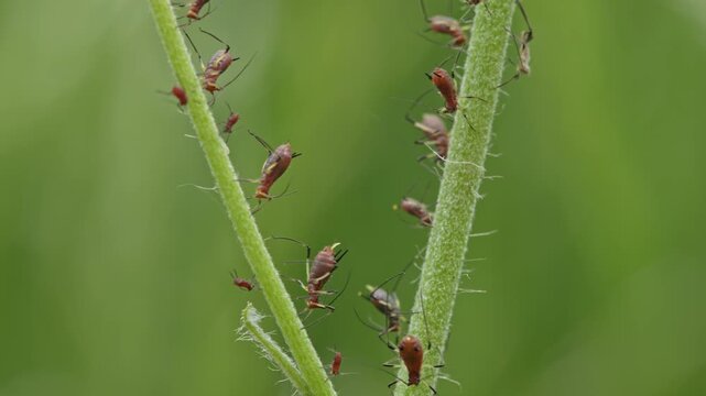 aphids hanging on a plant stem sucking