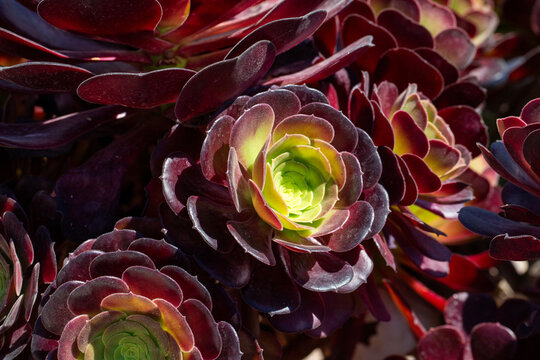Close Up of Aeonium Arboreum Atropurpureum Succulent Rosette with Purple and Green Leaves