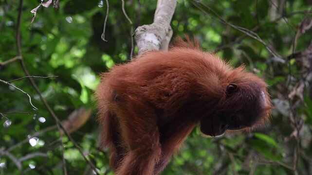 Orangutan monkey hanging from a tree branch in lush green jungle foliage