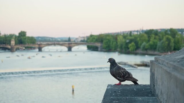 A city pigeon sits on a stone parapet of a historic bridge in Prague. Feral birds cause urban pollution, architectural damage, droppings, and pest control problems on historic city landmarks.