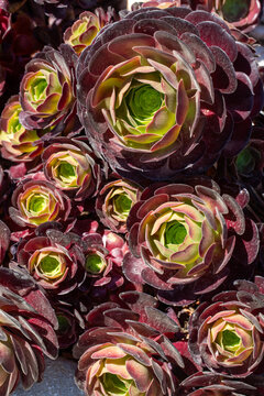 Close Up of Aeonium Arboreum Atropurpureum Succulent Rosette with Purple and Green Leaves