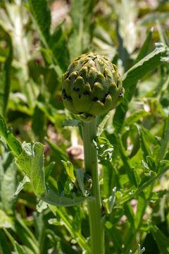 Close Up of Fresh Green Artichoke Cynara Scolymus Flower Bud Growing on Stem