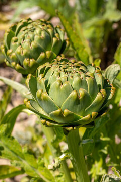 Close Up of Fresh Green Artichoke Cynara Scolymus Flower Bud Growing on Stem