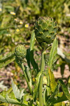 Close Up of Fresh Green Artichoke Cynara Scolymus Flower Bud Growing on Stem