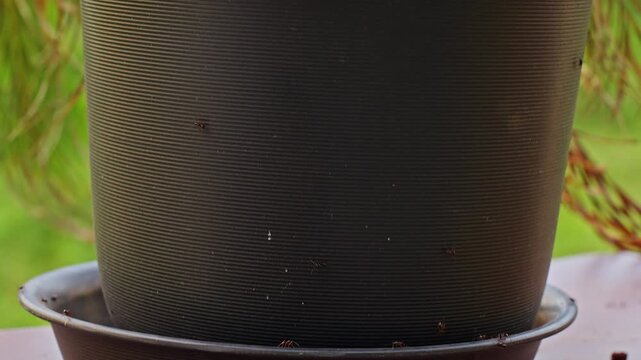 A Close View Shows Disturbed Ants Running over a Black Plant Pot And Saucer after Their Colony Is Discovered inside a Dried Palm, Pest Infestation Outdoors