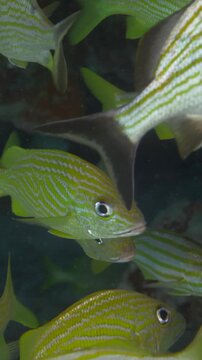 Striped yellow and silver grunts crowd the vertical frame near reef habitat at Sabalos, Playa del Carmen, Quintana Roo, Mexico.