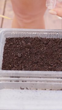 Vertical video. Hands Plant Seeds in Dark Soil Inside a Reused Plastic Container on an Outdoor Table, Supporting Home Gardening and Sustainable Growth