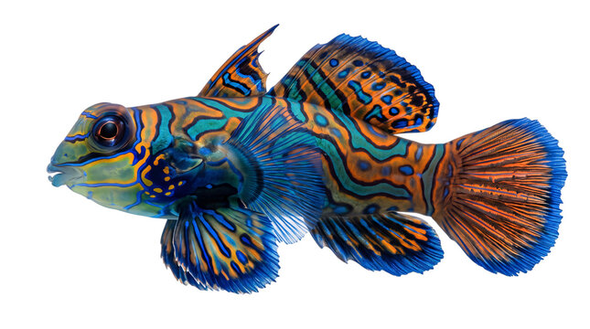 Vibrant mandarin fish with intricate isolated on png transparent background