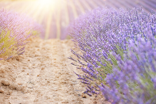 Sunset over a summer lavender field. Landscape with rows of lavender