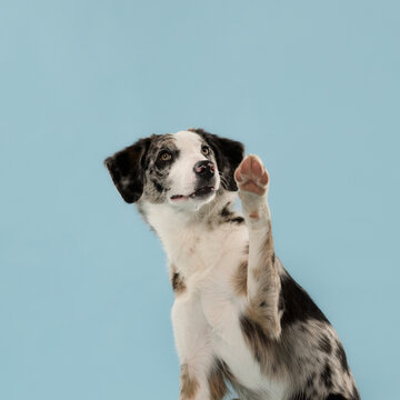 Curious mixed breed dog gazes upward during a clean studio portrait session. Merle coat, expressive face and attentive posture create a friendly commercial pet image.