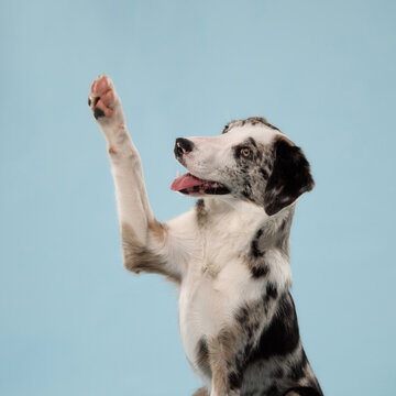 Close-up of a Border Collie mix lifting its paw against a clean blue backdrop. Expressive studio image highlights playful training, obedience and enthusiastic canine behavior.