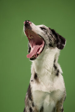 Border Collie mix displays a huge yawn during a clean portrait session. Humorous canine expression works as a visual concept for tiredness, boredom, bedtime and relaxation.