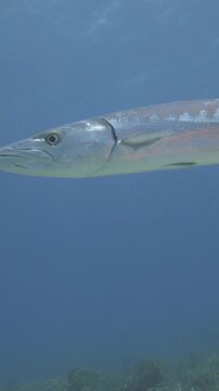 A long silver barracuda swims through blue water above low reef terrain in a vertical view at Sabalos, Playa del Carmen, Quintana Roo, Mexico.