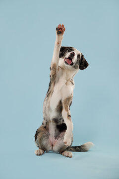 Border Collie mix stretches one paw upward while sitting on a blue backdrop. Fun trick demonstrates obedience, learning, intelligence and enthusiastic canine interaction.