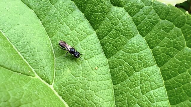 Mournful wasp walks over textured green foliage in bright daylight