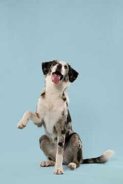 Border Collie mix performs a paw trick while sitting against a clean backdrop. Playful studio scene shows training, intelligence, obedience and attentive canine behavior.