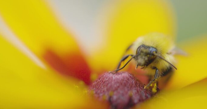 Bumble bee insect macro on a flower