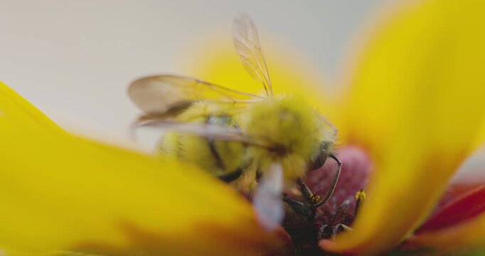 Bumble bee insect macro on a flower