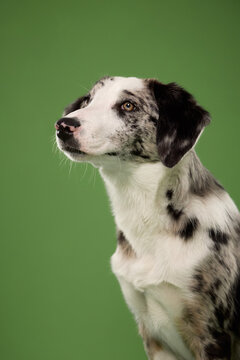 Attentive Border Collie mix gazes upward during a clean studio session. Simple green backdrop emphasizes merle markings, curious expression and intelligent canine personality.