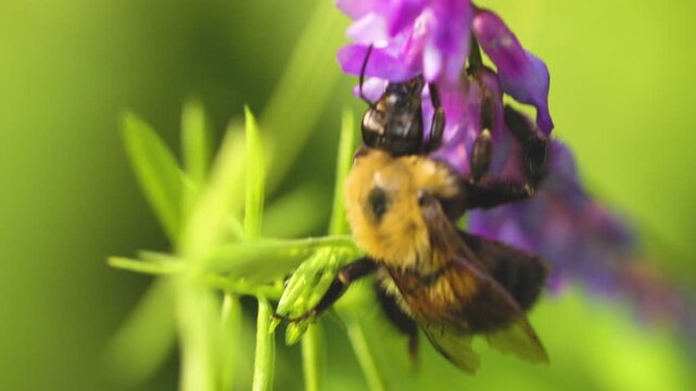 Bumble bee insect macro on a flower