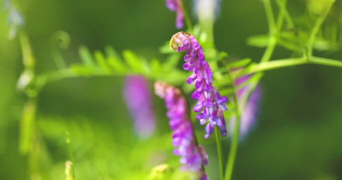 Bumble bee insect macro on a flower
