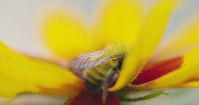 Bumble bee insect macro on a flower